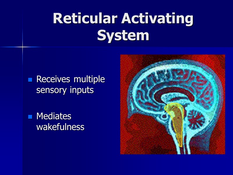 Reticular Activating System  Receives multiple sensory inputs  Mediates wakefulness